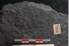 Foto (Detailansicht) von Plantae indet.  (NHMW-GEO-2024-0188-11517)